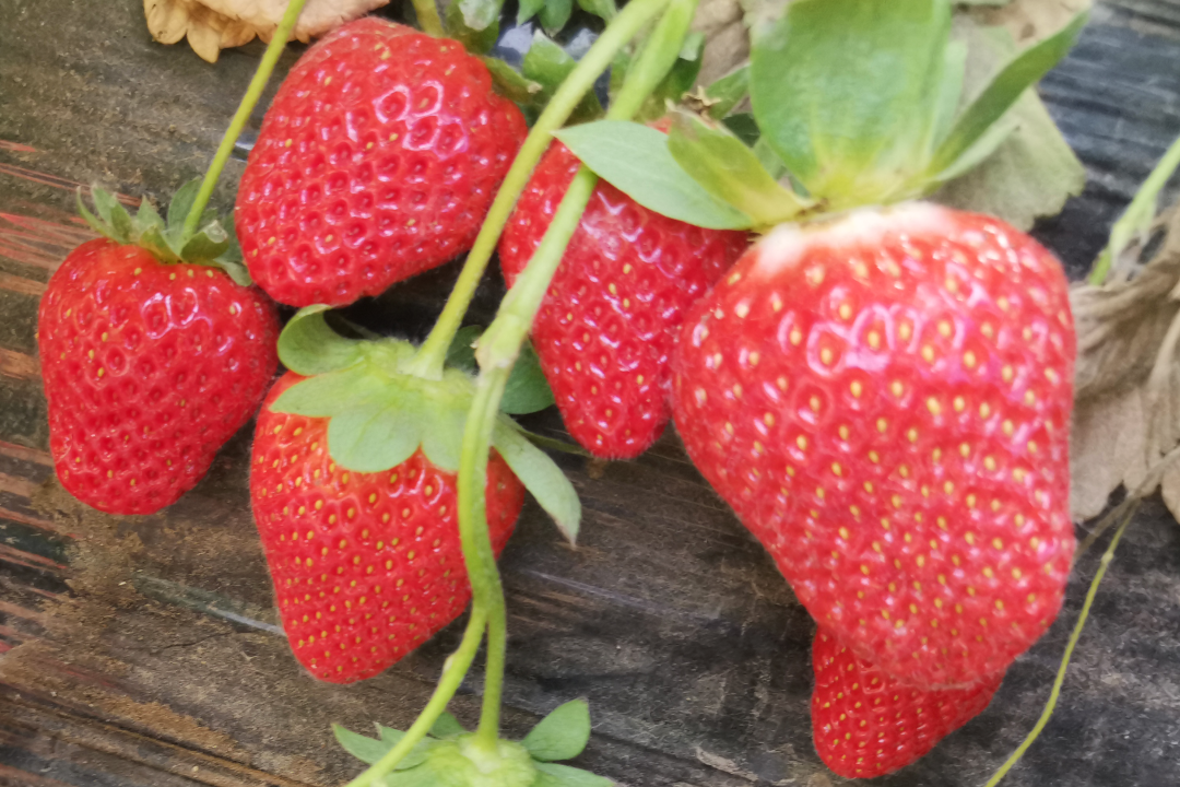 草莓種植案例分享：閆大姐樂開了花！